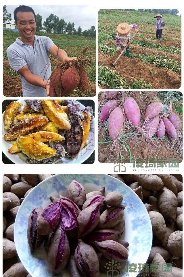 凌琦现挖新鲜紫薯紫心地瓜紫山芋粉糯香甜无筋肉细嫩2斤10斤10斤小果