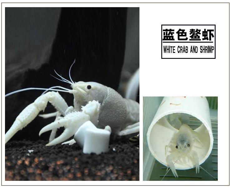 鳌虾白色鳌虾佛兰天空蓝魔活体虾观赏虾活体宠物蓝色小鳌虾荣郁 白