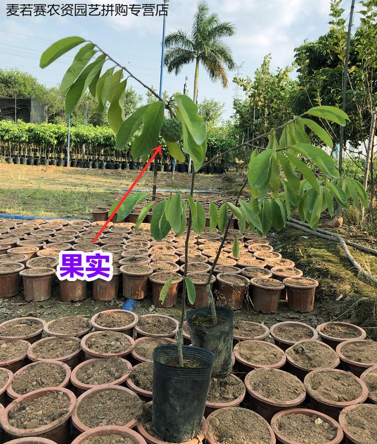 释迦果树苗凤梨释迦果苗嫁接苗佛陀果番荔枝苗南方种植结果苗泰国紫