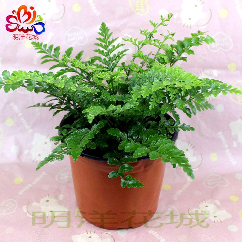 适用空间:客厅,办公桌,卧室,书房是否含花盆:含盆类别:观茎植物品种
