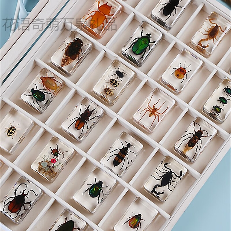 昆虫标本展示盒动物水晶滴胶幼儿园昆虫标本亖攵相框展示框儿童展示盒