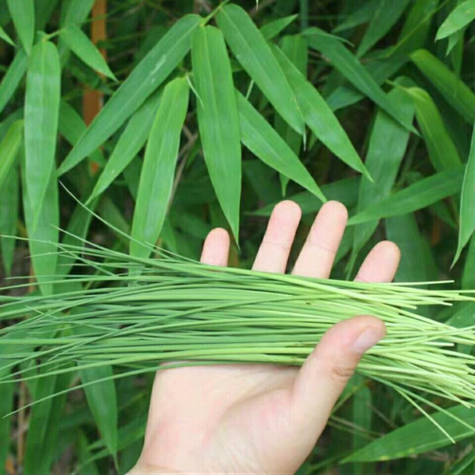 深山竹叶芯天然竹心嫩芽竹芯竹卷心新鲜去火凉茶竹叶心晒干加工3cm小