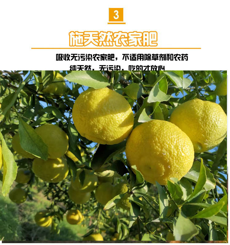 洪江雪峰黄金贡柚湖南怀化10斤新鲜水果春香柚小柚子象山礼盒时令水果