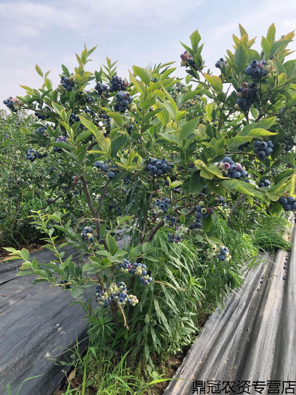 大果超甜耐寒蓝莓树果苗盆栽地栽南方北方种植果树苗带果带原土5年苗