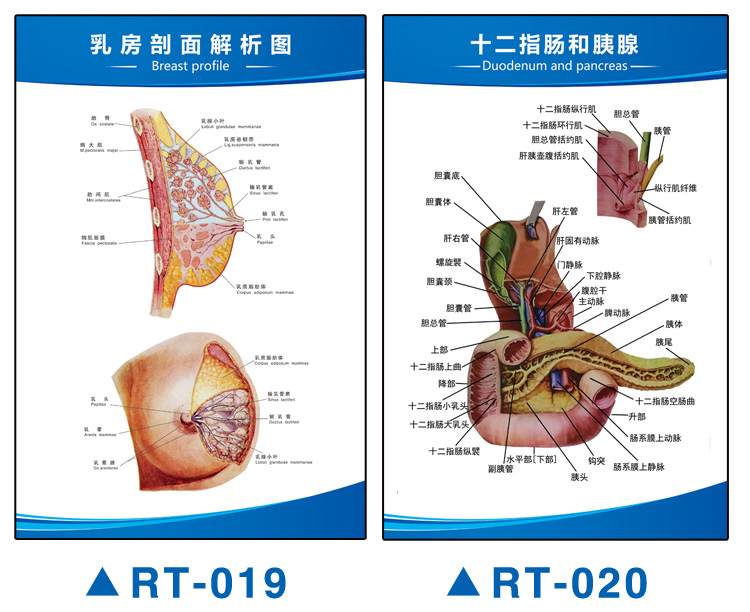 人体血管示意图解剖图循环器官内脏结构图全身图图解海报挂画全身器官