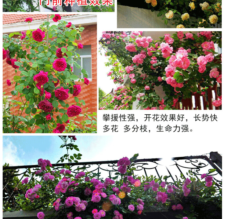 蔷薇花苗庭院爬藤攀援月季玫瑰大花蔷薇藤本月季别墅公园花卉 腾彩虹
