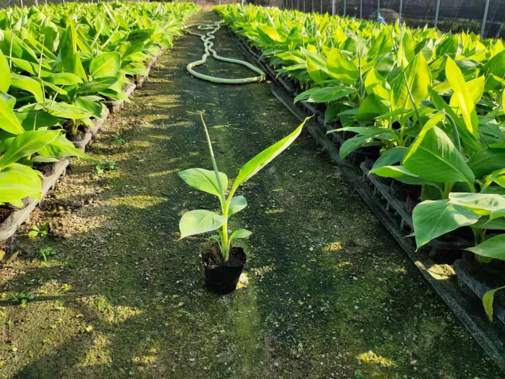 广西香蕉苗巴西蕉中蕉9号苗红香蕉芭蕉矮化蕉苗树苹果蕉当年结果30