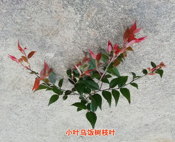 林艺藤 绿航绿萝 红豆(hodo) 艾枫 花竹恋 球艺 若绿 更多>>大叶