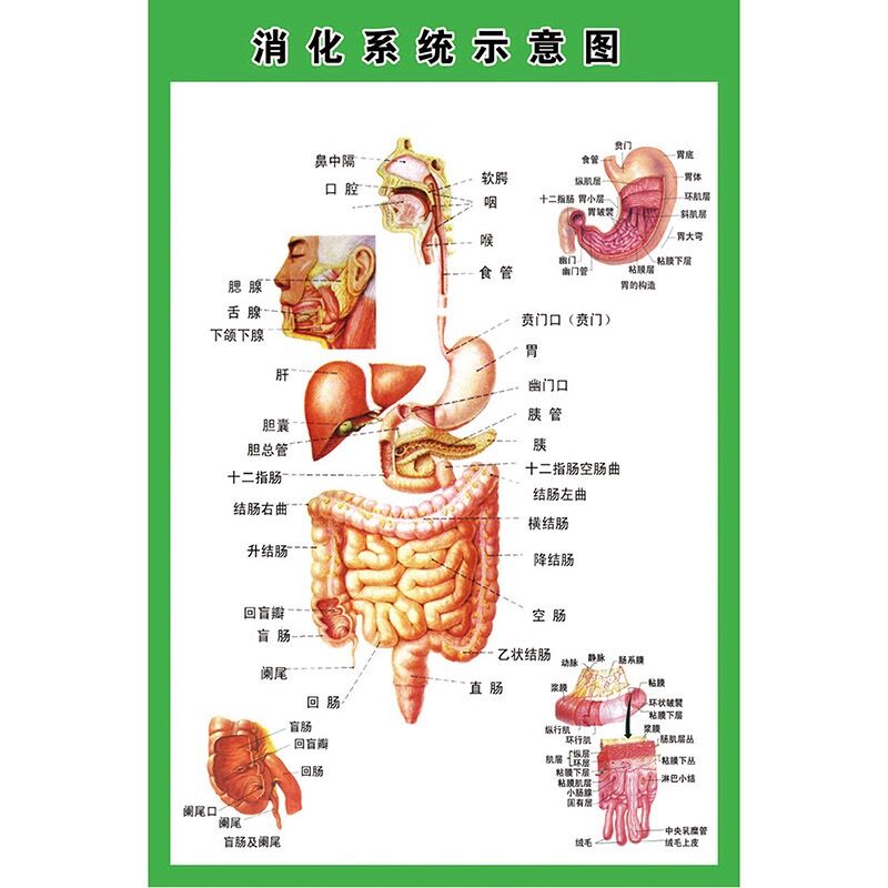 人体内脏解剖系统示意图医学宣传挂图人体器官心脏结构图医院海报人体