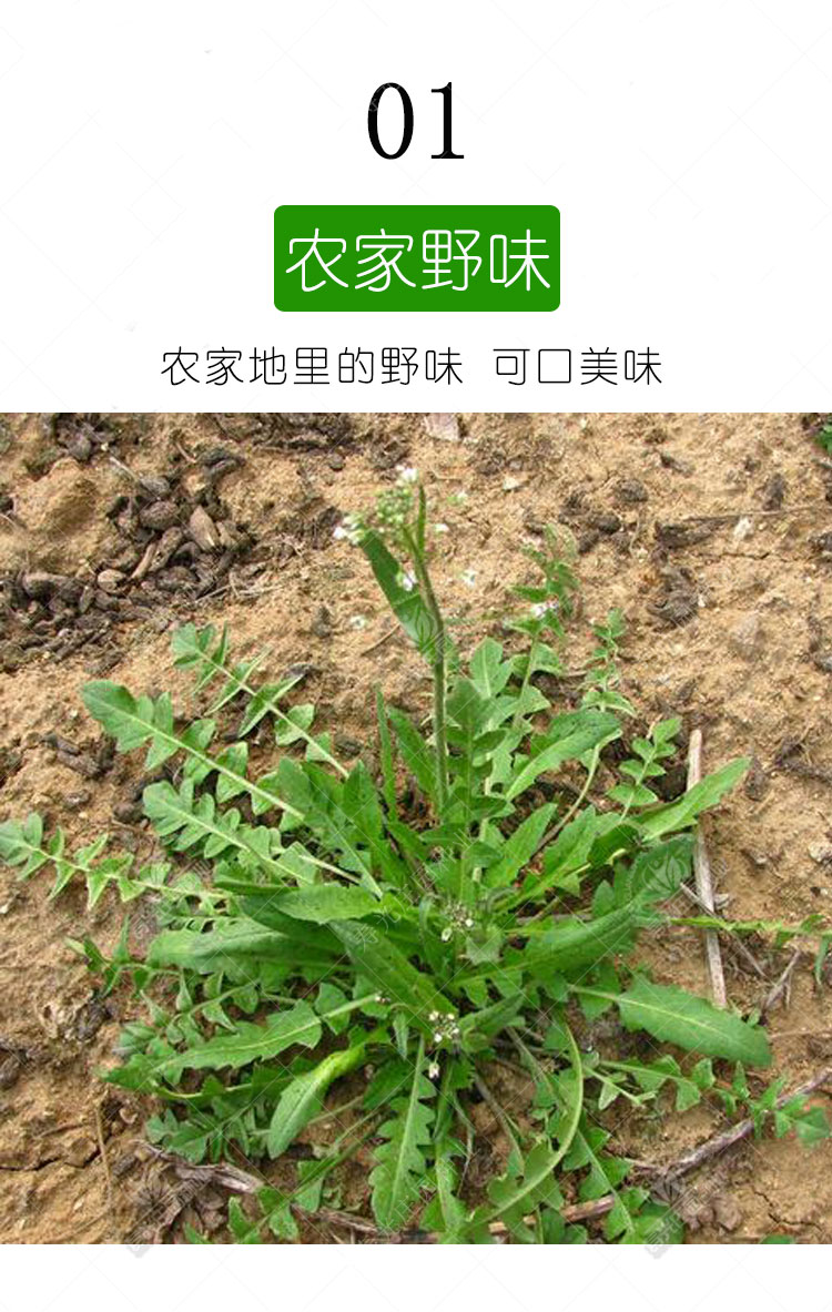 好客花乡旗舰店大叶野生荠菜种籽种子孑蒲公英苗地菜秋冬季马齿苋四季
