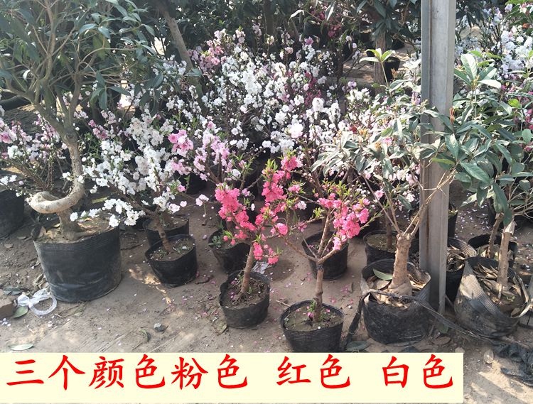 寿星桃苗重瓣桃花寿心桃盆栽盆景桃树苗树 带花苞耐寒
