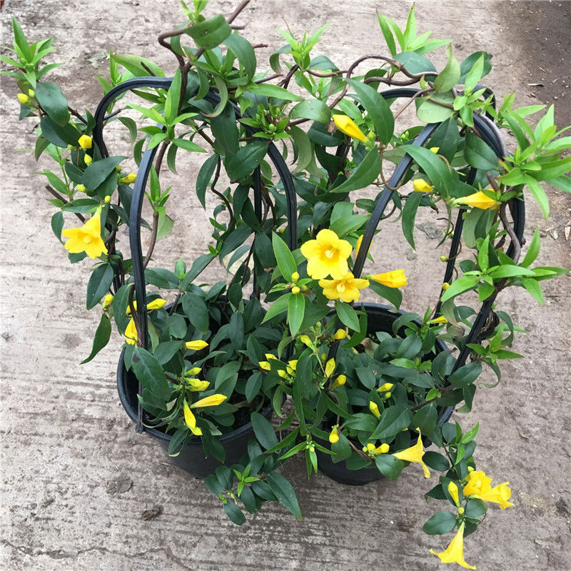 法国香水藤盆栽室内浓香型耐寒花卉香水茉莉带花苞冬季开花爬藤花黄色
