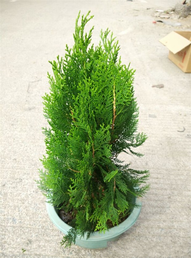 侧柏树苗扁侧柏树松柏树苗庭院绿化侧柏叶柏树绿化苗木超小苗1020公分