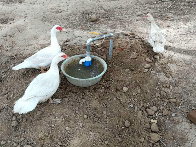 新款鸡鸭鹅家禽自动饮水器喂水器鸭子喝水饮水槽牛羊养殖设备用品25mm