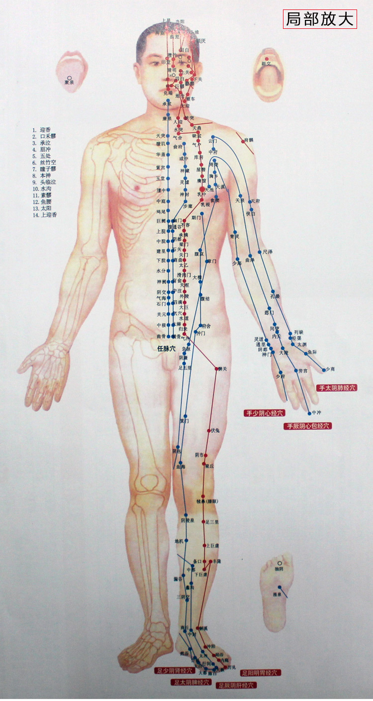 男女标准大尺寸人体经穴部位图高艾灸图刮痧拔罐图施灸彩色双面穴位图