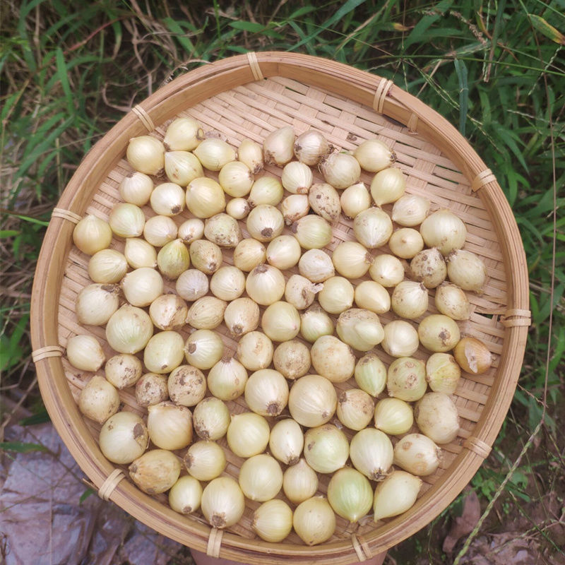 精选新鲜苦藠头四川泡菜苦芥苦蕌头小蒜苦茭团葱野葱头薤白头新鲜苦藠