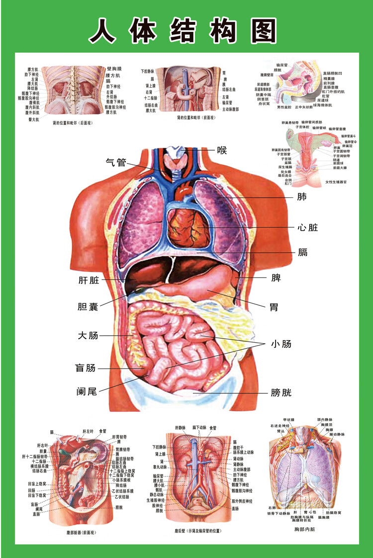 人体内脏解剖示意图全身器官分布图医院心脏解剖挂图医学海报血管示意