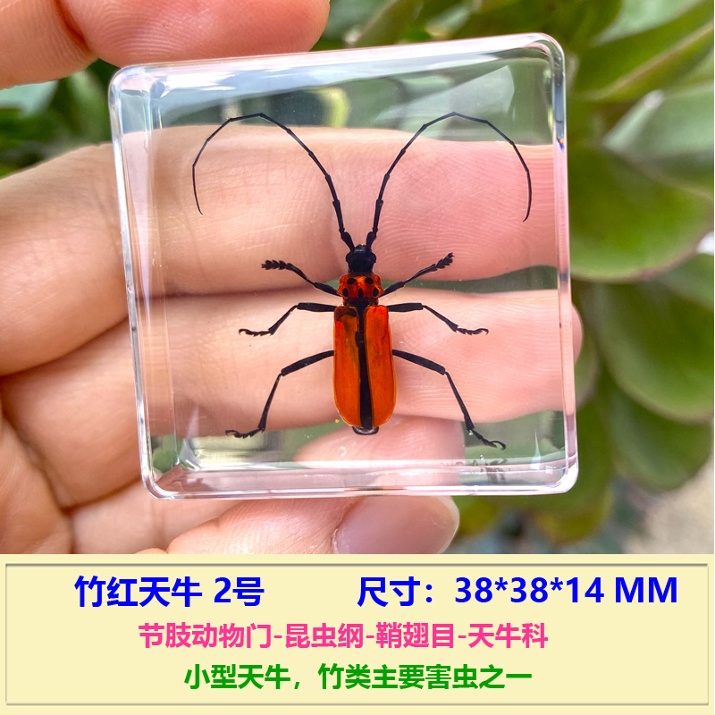 虫子标本模型玩具花朵海洋生物蜜蜂蝉螳螂琥珀 柠檬黄 竹红天牛【图片