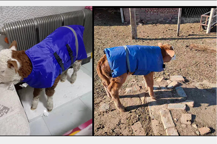 家恒宝加厚犊牛马甲牛犊保温马甲犊牛保温服外套小牛衣服小牛马甲防水