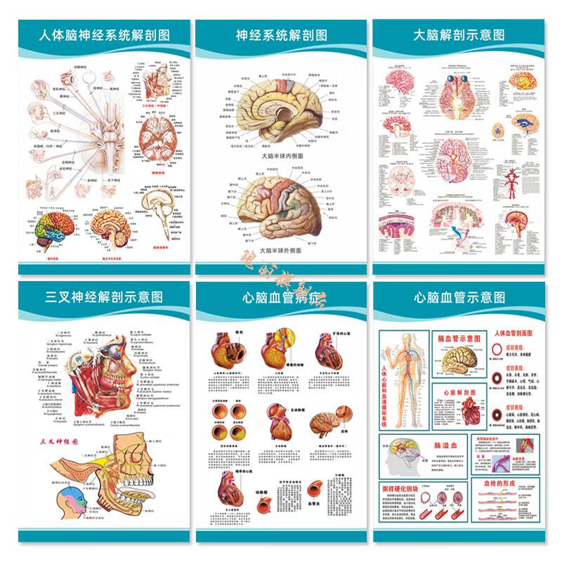医院科室挂图 头部脑神经人体解剖结构示意图大脑血液