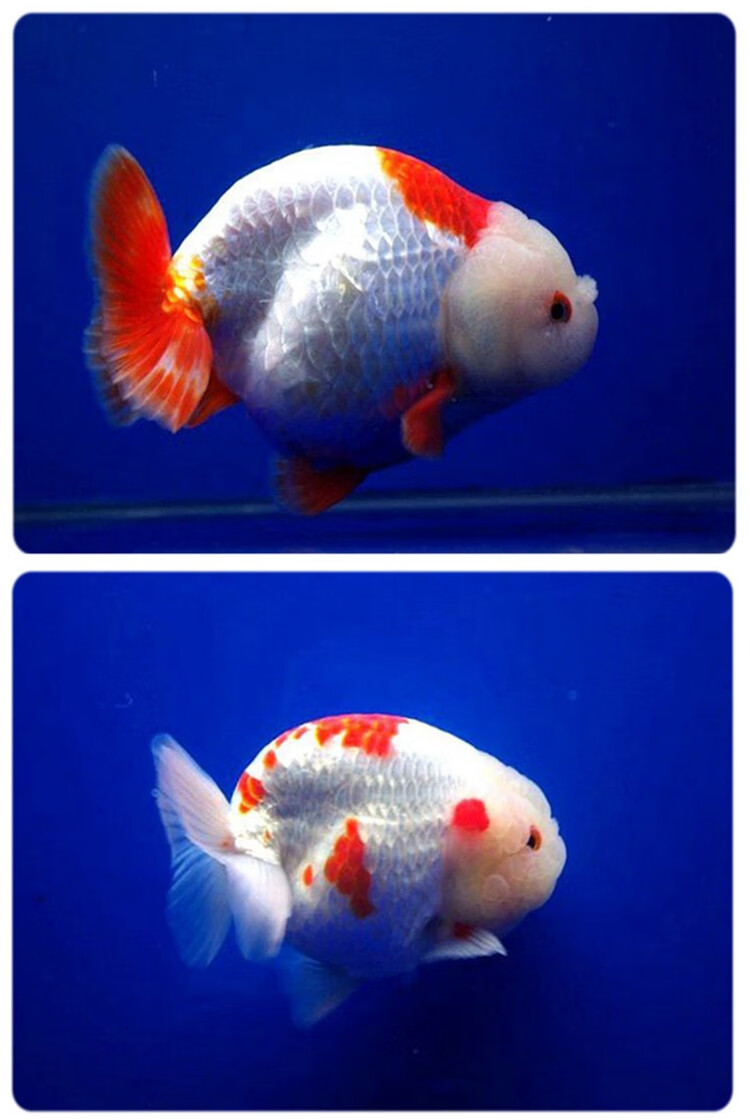 赛级娃娃脸兰寿金鱼活鱼精品观赏鱼冷淡水族宠物招财兰寿奶牛活体金鱼
