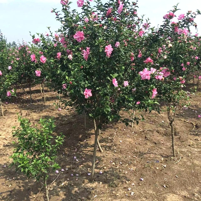 牵挂 木槿花苗盆栽地栽重瓣红花木槿树苗庭院绿化可苗