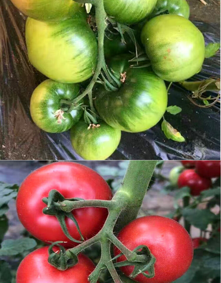 草莓番茄种子丹东铁皮柿子油柿子特色绿肩绿腚西红柿种籽佳美英朗草莓