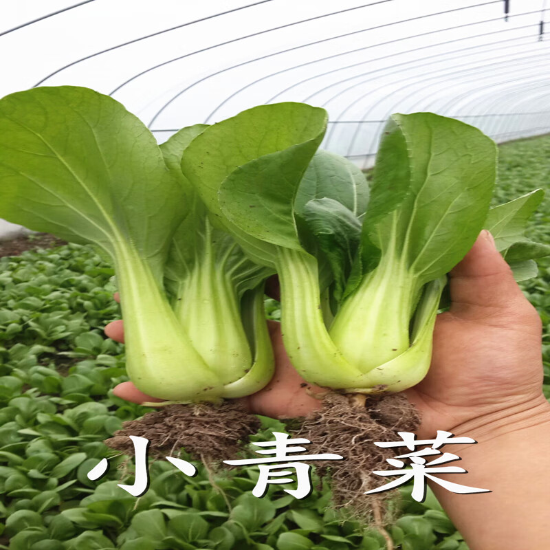 新品小青菜种籽抗热605矮杆青梗菜种子耐热四季油菜七月慢蔬菜孑新选