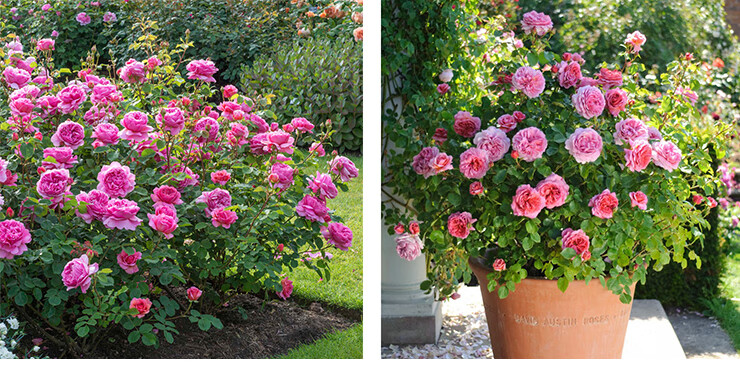 英国奥斯汀月季肯特公主亚历山德拉玫瑰四季开花浓香花卉植物小苗带