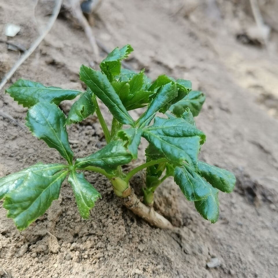 伟博伟博甘肃天水新鲜野菜五叶尖五捉天五爪子孕妇儿童适合补微量元素