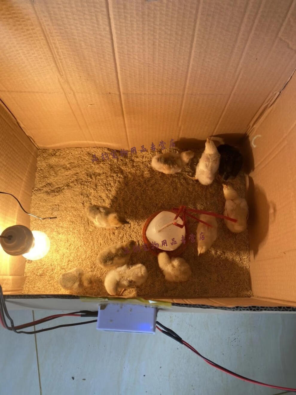 小鸡鸟鸡鸭鹅鹌鹑养殖设备保温箱育雏箱自动控温灯恒温养殖设备用保温