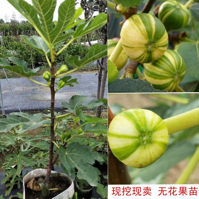 当年结果 嫁接无花果苗 地栽盆栽果树苗庭院阳台种植室内外植物