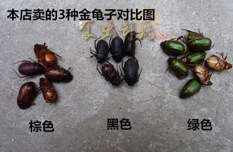 棕色金龟子黄金色瞎撞子瞎撞食用昆虫胖孩铜孩食用昆虫生鲜发货半斤