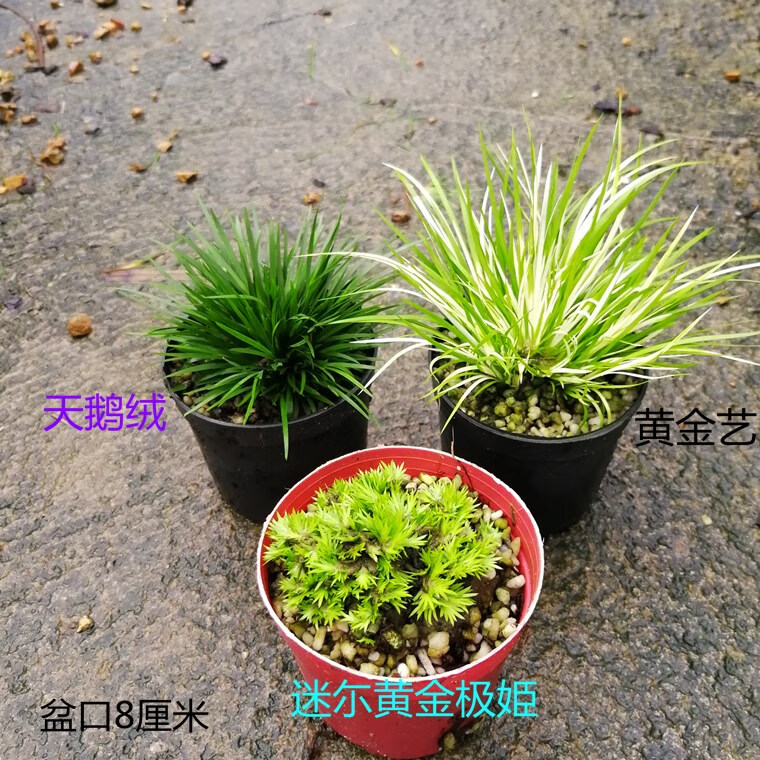 日本金钱贵船苔黄金极姬天鹅绒蝉小川龙根微型菖蒲草植物盆景秋季状态