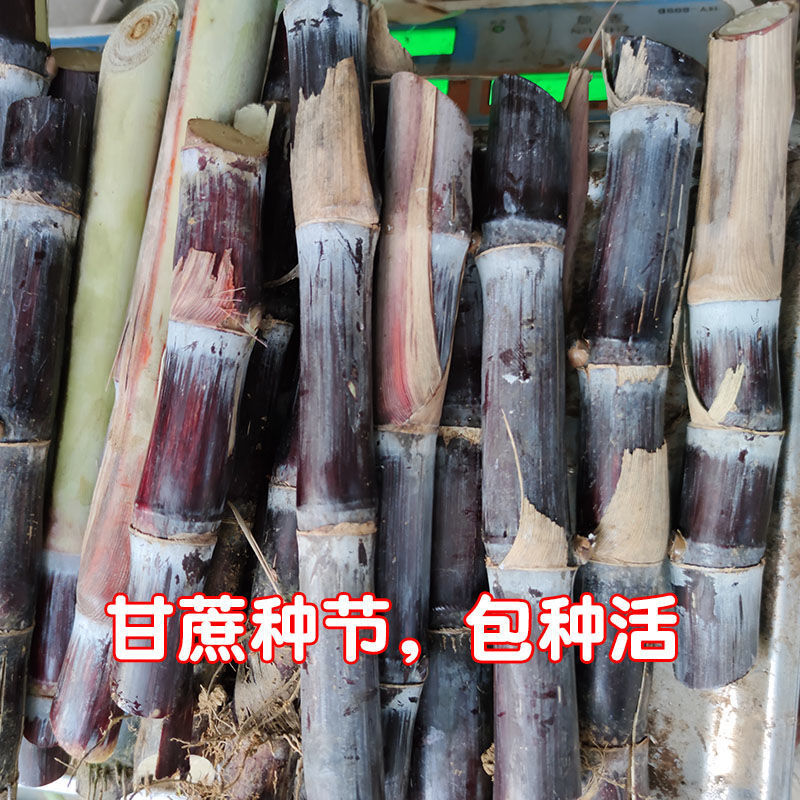 高产甘蔗种子红皮种子青皮甘蔗苗黑皮甘蔗带芽发货四季播种甘蔗种子颜