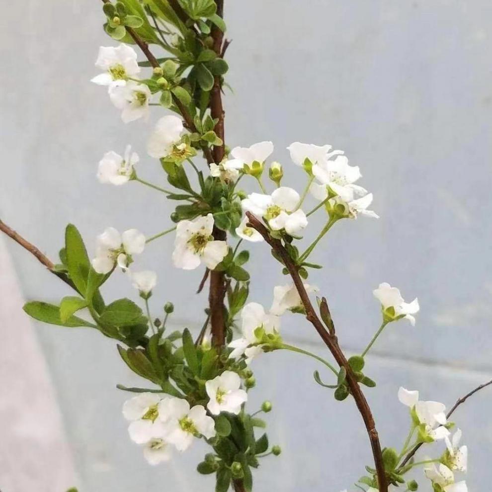 雪柳干枝遇水开花耐寒鲜花水培花卉干枝花喷雪花插水开花植物花卉20只