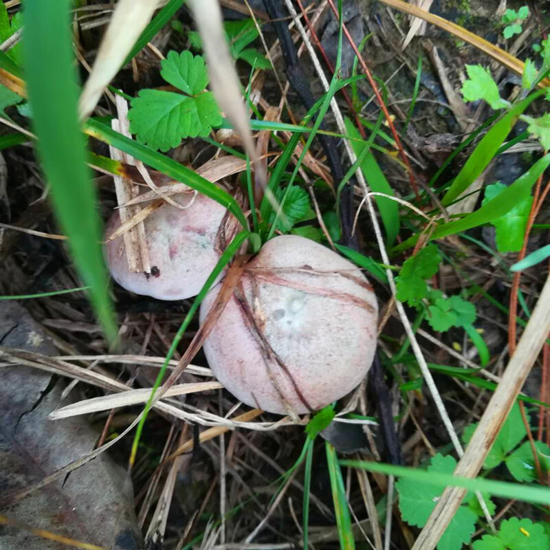 湖南湘西野生枞菌乌红枞菌新鲜蘑菇枞菌寒菌松树菌重阳菌1斤装 黄色