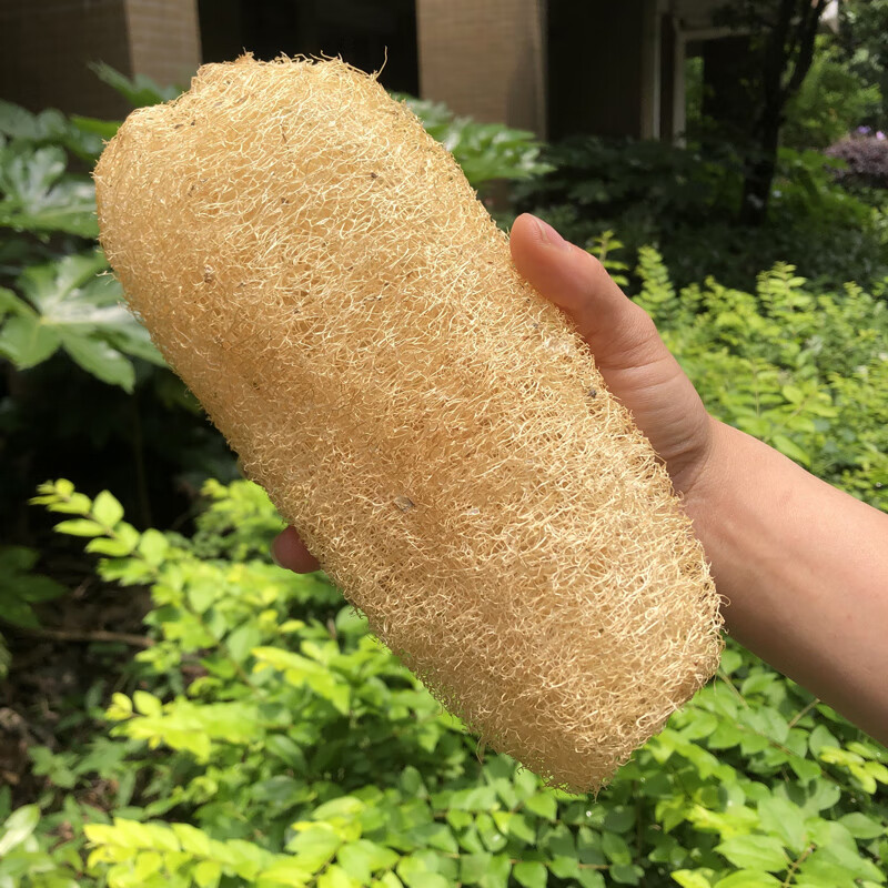 干丝瓜瓤洗碗天然农家大大丝瓜络刷碗锅老瓤子粗丝瓜藤软粗86号包33cm