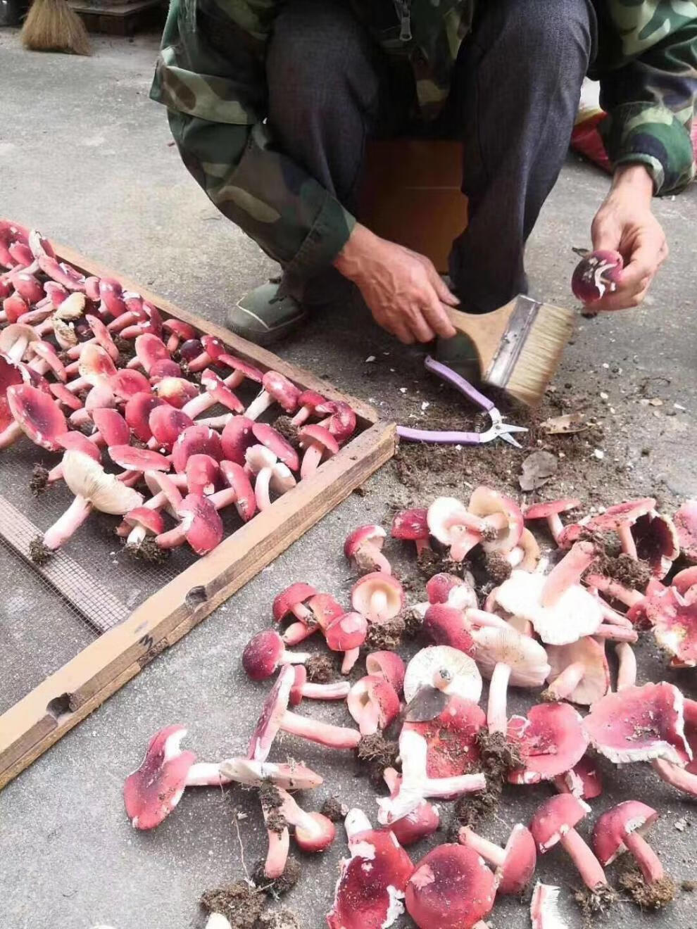 福建武夷山红菇红菇红蘑菇干货红菌干货滋补月子菇产地红菇250克05斤