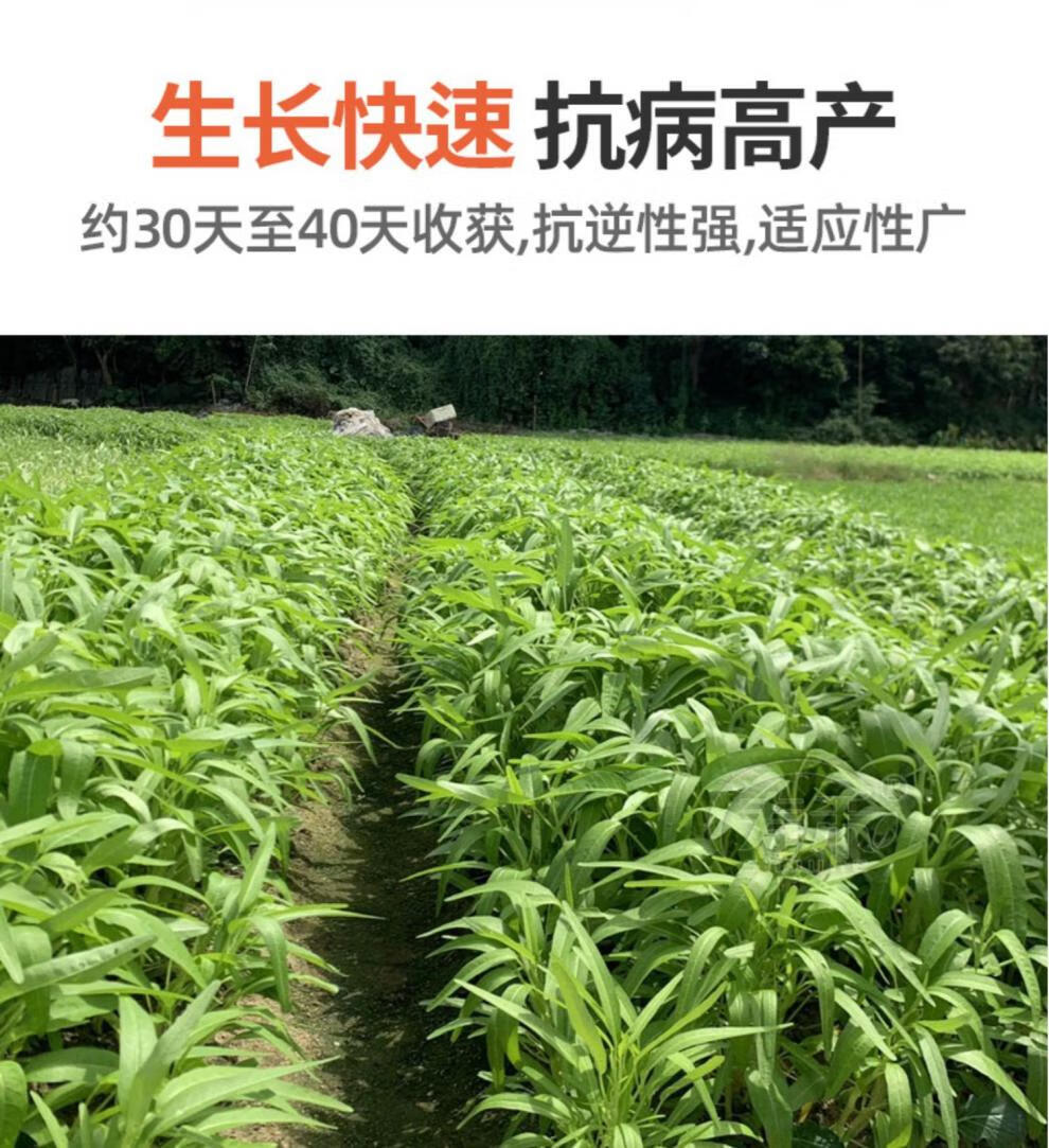 白梗空心菜种子通心菜柳叶种籽南方博白四季籽种蔬菜孑菜籽水上通白梗