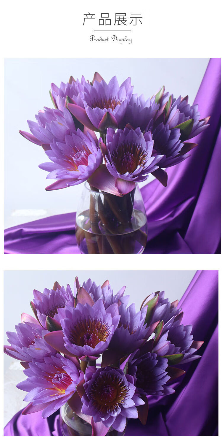 轻奢云南睡莲鲜花基地直批发花束插花水养红色剑兰8枝不含花瓶