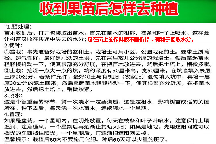 花姬蝶遇羊奶果苗特大果形德甜二号胡颓子苗胡秃子苗羊奶果树苗羊奶果