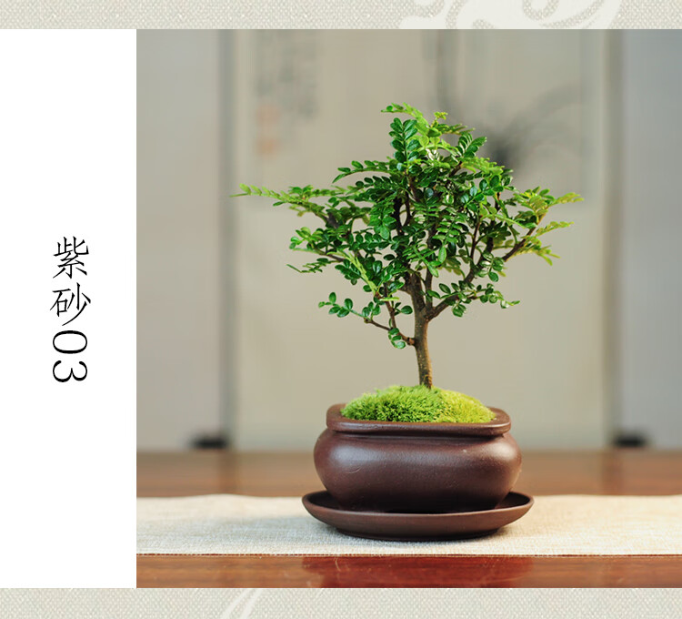 清香木胡椒木绿植盆栽盆景驱蚊四季常绿植物客厅室内净化空气枫叶流丹