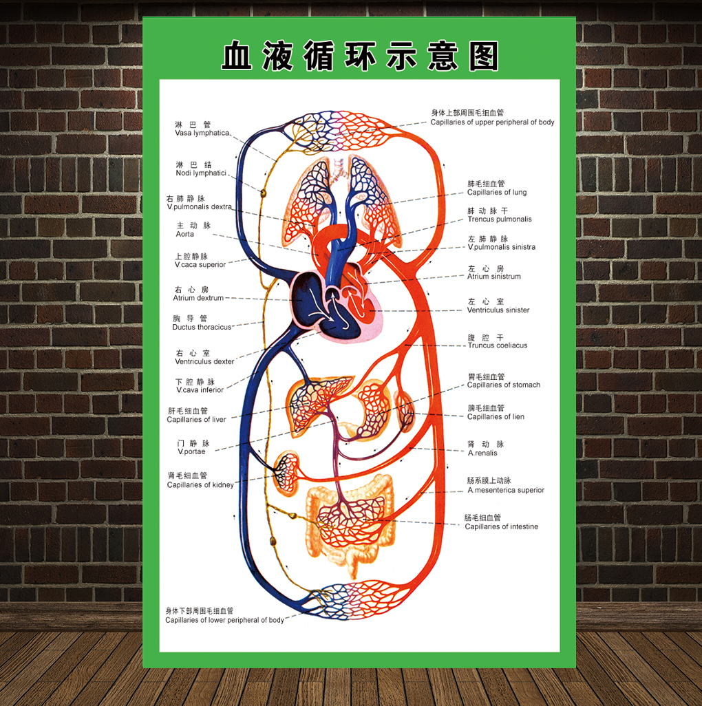 血液循环系统示意图人体解剖海报肌肉骨骼神经血管医院分布图血液循环