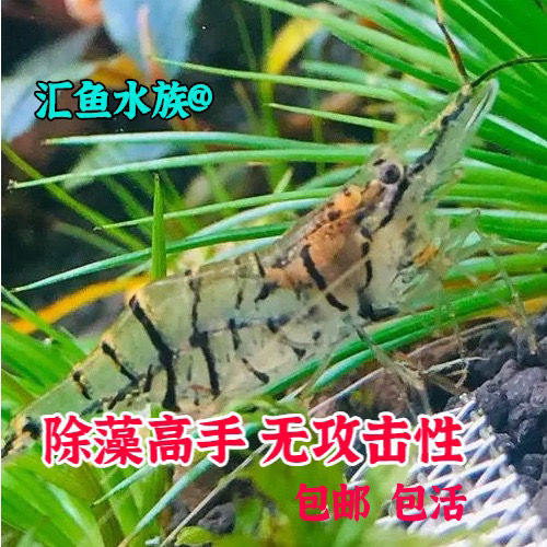 观赏虾花腰虾中华小长臂虾原生清洁虾吃粪便残渣除藻花腰虾8加2只备损