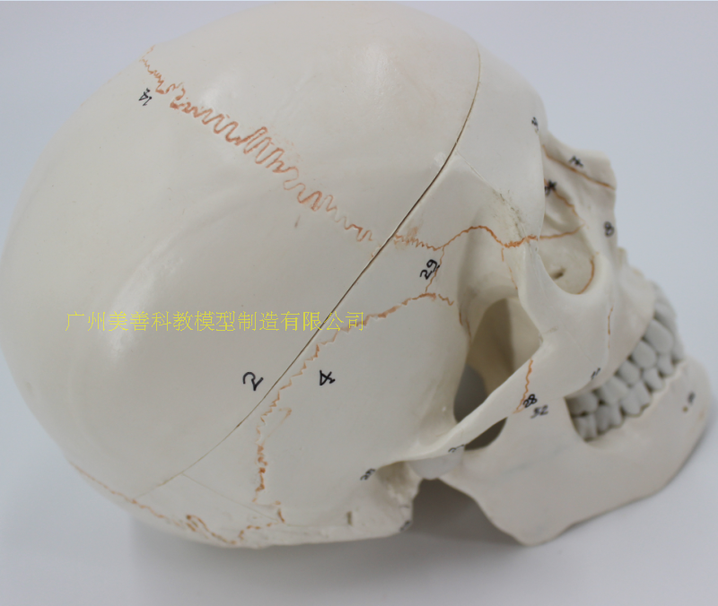 头骨模型进口医学人体头颅骨可拆卸大脑模型头骨模型11颅脑解剖神经科