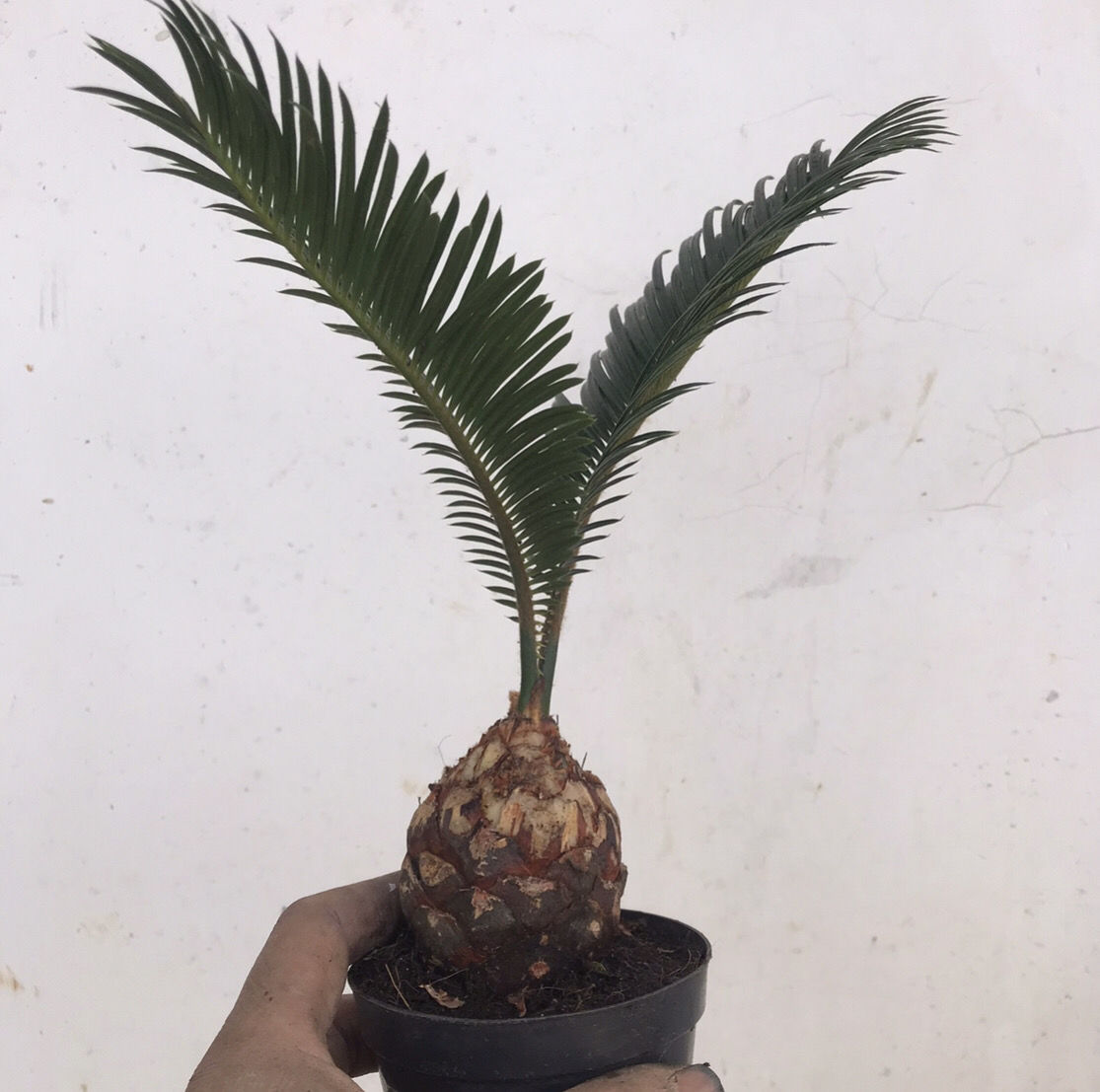 白鳞铁树苏铁精品小品花卉盆栽桌上高档盆景名贵稀有植物好成活白磷