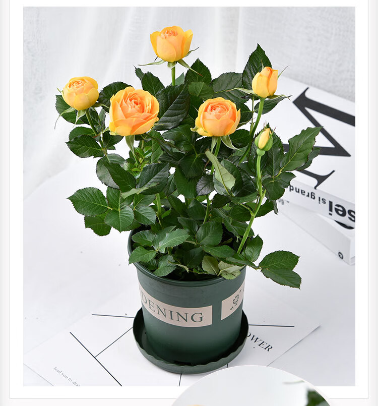 玫瑰花苗盆栽四季开花玫瑰花盆栽植物月季花苗室内果汁阳台f612口径