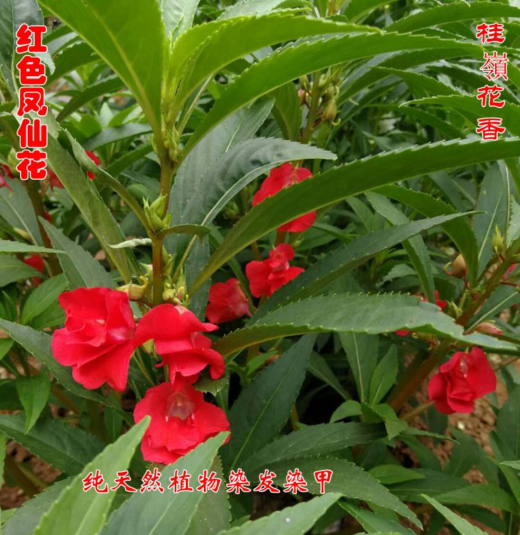 新鲜凤仙花红色指甲草花瓣花粉植物染发遮白发凤仙透骨草红色鲜花泡醋