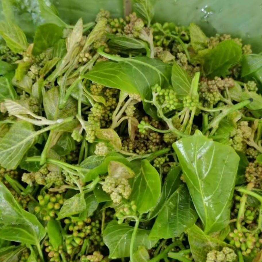 有仁堂云南山茅野菜帕闷菜鱼籽菜新鲜凉拌时令煮汤傣家特色菜半斤